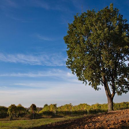 Le Stanze Di Bacco Villa Monteveglio ภายนอก รูปภาพ