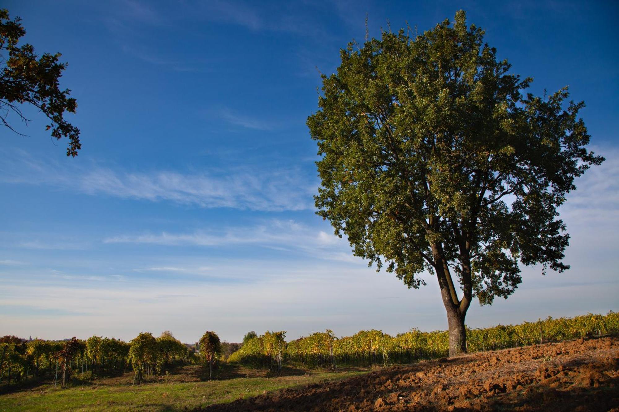 Le Stanze Di Bacco Villa Monteveglio ภายนอก รูปภาพ